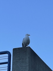 Larus occidentalis