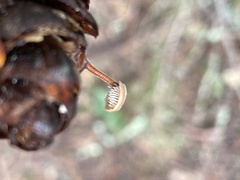 Auriscalpium vulgare