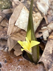 Erythronium