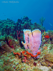 Callyspongia plicifera