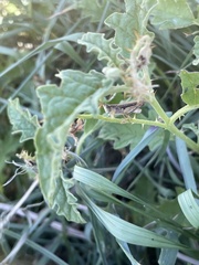 Orphulella punctata