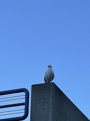 Larus occidentalis