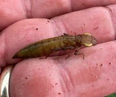Coryphaeschna ingens