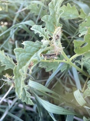 Orphulella punctata