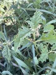 Orphulella punctata