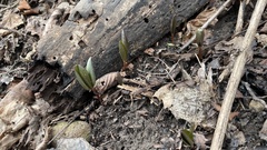 Trillium nivale