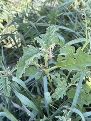 Orphulella punctata