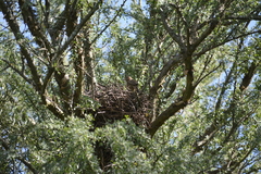 Coryphistera alaudina