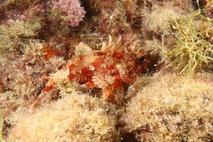 Scorpaena notata