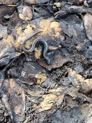 Batrachoseps attenuatus
