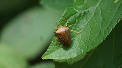 Peromatus