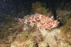 Scorpaena scrofa
