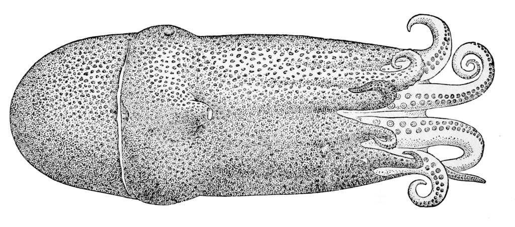 Haliphron