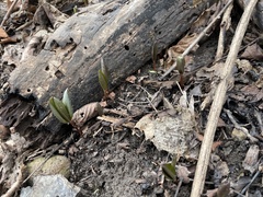 Trillium nivale