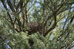 Coryphistera alaudina