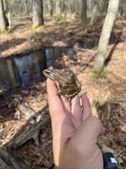 Lithobates sphenocephalus