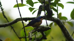 Pipraeidea melanonota