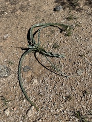 Hesperocallis undulata