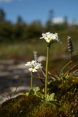 Primula egaliksensis
