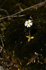 Primula egaliksensis