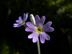 Primula laurentiana