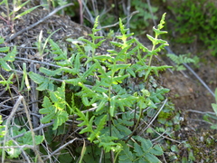 Pentagramma triangularis