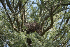 Coryphistera alaudina
