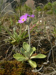 Primula laurentiana
