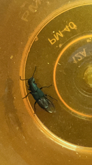 Staphylinini