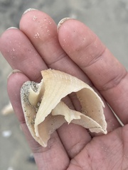 Semicassis granulata