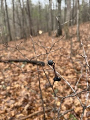 Viburnum acerifolium