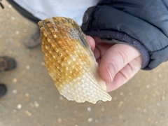 Cyrtopleura costata