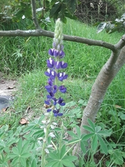 Lupinus montanus