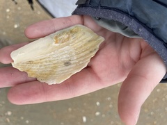 Cyrtopleura costata