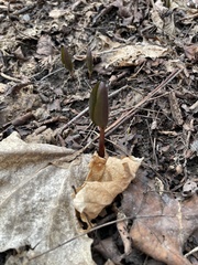 Trillium nivale