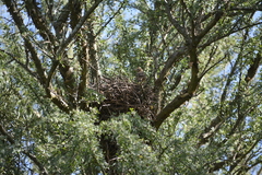 Coryphistera alaudina