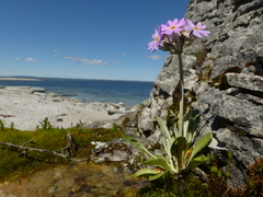 Primula laurentiana