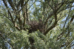 Coryphistera alaudina