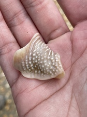 Semicassis granulata