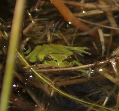 Dendropsophus molitor