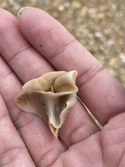 Semicassis granulata