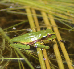 Dendropsophus molitor