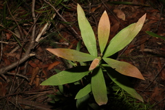 Hakea salicifolia