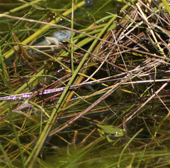 Dendropsophus molitor