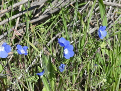 Nemophila menziesii