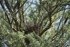 Coryphistera alaudina