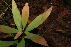 Hakea salicifolia