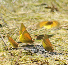 Colias dimera