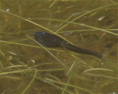 Dendropsophus molitor