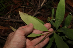 Hakea salicifolia